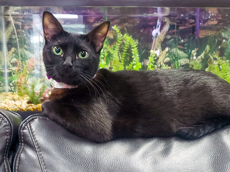 pondervethospital, Ponder, TX 76259 Our Doctors